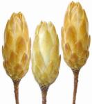  Protea Repens dekor virág Krémszínű 3 darab