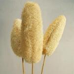  Száras luffa dekor növény Fehér