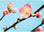 Komar vlies fotótapéta Peach Blossom 350 cm x 250 cm