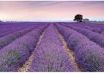 Komar vlies fotótapéta Provence 400 cm x 260 cm