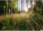 Komar vlies fotótapéta Summer Glade 350 cm x 250 cm