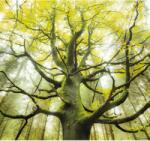 Komar Vlies fotótapéta Der Traumbaum 300 cm x 280 cm