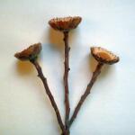  Protea Repens dekor virág Natúr 3 darab