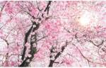 Komar nemszőtt fotótapéta Bloom 400 cm x 250 cm