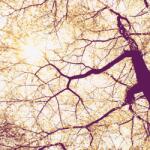 Komar vlies fotótapéta Sunshine 200 cm x 250 cm