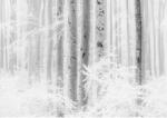 Komar vlies fotótapéta Winter Wood 400 cm x 280 cm