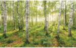 Komar nemszőtt fotótapéta Birch Trees 400 cm x 250 cm
