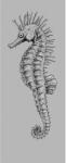 Komar nemszőtt fotótapéta Seahorse Panel 100 cm x 250 cm 100 cm x 250 cm