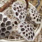  Száras lótusz fagyott dekor növény Fehér