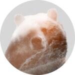 Komar vlies fotótapéta Bearava öntapadós 125 cm