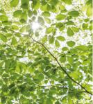 Komar Vlies fotótapéta Im Frühlingswald 250 cm x 280 cm