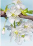 Komar nemszőtt fotótapéta Blossom 184 cm x 248 cm FSC