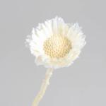  Protea Repens dekor virág fakított