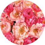 Komar nemszőtt fotótapéta Dot Roseraie öntapadó átmérő 125 cm