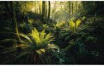 Komar Vlies fotótapéta Fjordland Woods 450 cm x 280 cm