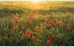 Komar Vlies fotótapéta Poppy World 450 cm x 280 cm