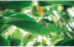 Komar Vlies fotótapéta Dschungeldach II 450 cm x 280 cm