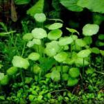 INVITAL Hydrocotyle verticillata (IN-VITRO pohár Ø 7 cm)