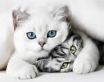 NORIMPEX - Puzzle Pictura cu diamant: Cat secret 30x40cm - 1 - 39 piese