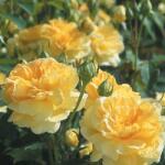 David Austin® Роза Molineux® - David Austin®
