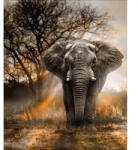 Elefánt kreatív gyémánt kirakó 40x50 cm (KS611703)