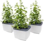 Gusta Garden HERBS BUDDY önöntözős, fehér, 3 darab (GG-124F11)