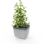 Gusta Garden HERBS BUDDY önöntözős, világosszürke (GG-120F10)