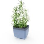 Gusta Garden HERBS BUDDY önöntözős, kék (GG-123F10)