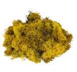  Izlandi zuzmó, moha sárga