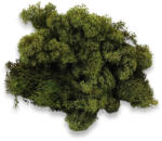  Izlandi zuzmó, moha szín