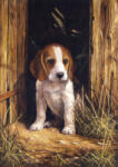 Kifestő készlet számokkal, ecsettel, gyerekeknek 8 éves kortól - 20x25 cm - Kiskutya (Beagle kölyök)