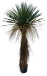 Bizzotto Planta Yucca artificiala in ghiveci 60x60x120h (0173143)