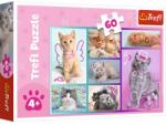 Trefl Puzzle 60 de piese - Pisici - Trefl Puzzle