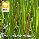 Sun-Life Acorus calamus Mamut / Orvosi kálmos (2) (TN00002)