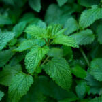  Citromfű - Melissa officinalis - Konténeres