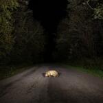 Stonks Badger