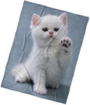 BedTex Gyermek takaró Cica Dej Pac, 150 x 200 cm