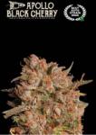 Seedstockers AK420 AUTO 0% THC Kiszerelés: 25 db - weedshop - 96 645 Ft