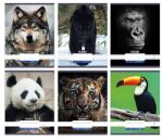 Nebulo Füzet, A4, vonalas, 81-32, Állatos minták, Nebulo (DB5999565288891) - tonerpiac