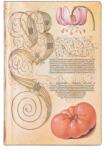 Paperblanks Тефтер Lily Tomato, Mini, широки редове, мека корица, 104 листа (FB9350-3)