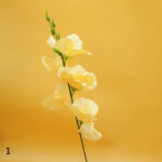  Kardvirág szál - 6 szín