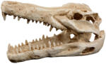 Petportal Dekor krokodil koponya 14, 5 x 7 x 9 cm (PP39172)