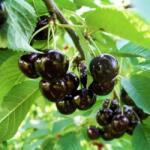 Pom Fruct Cires Special Amar (10 buc) (PF)