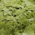 Ocean Nutrition Spirulina Flakes 71 g