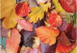 Magnolia 3525 - Colorful Leaves - 1000 db-os puzzle (3525)