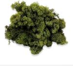  Izlandi zuzmó - moha szin. Kb. 35 gr