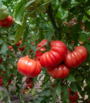Fitto Rosamei F1, rosii roz