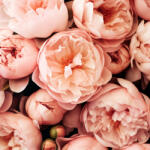  Prémium illatolaj - bazsarózsa, 10 ml