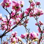  Prémium illatolaj - magnólia, 10 ml