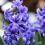  Prémium illatolaj - jácint, 10 ml